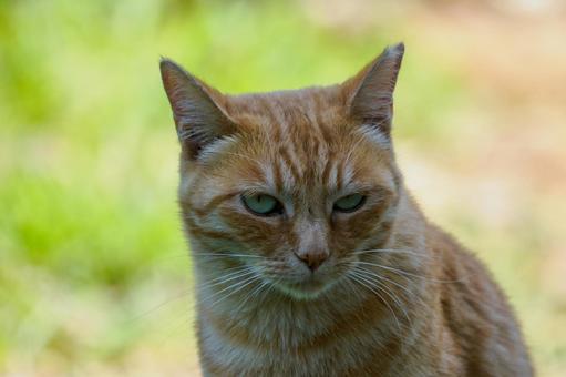 猫(184) 猫(184)の写真