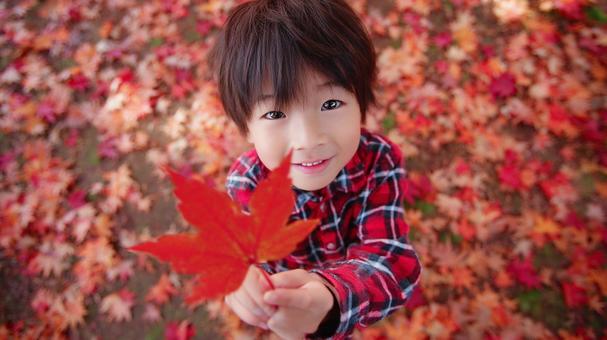 真っ赤な楓の葉を見せる男の子 真っ赤な楓の葉を見せる男の子の写真