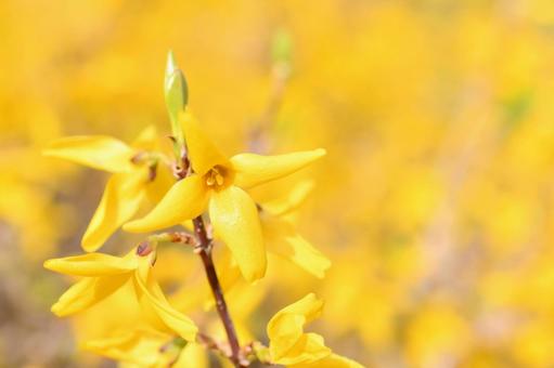 レンギョウの花の写真