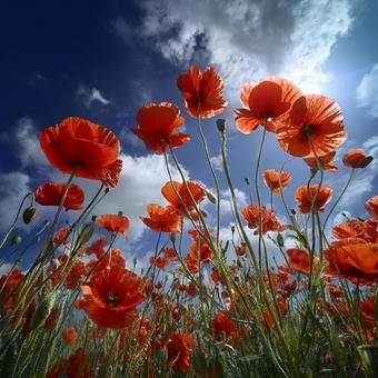 鮮やかなポピー畑の写真