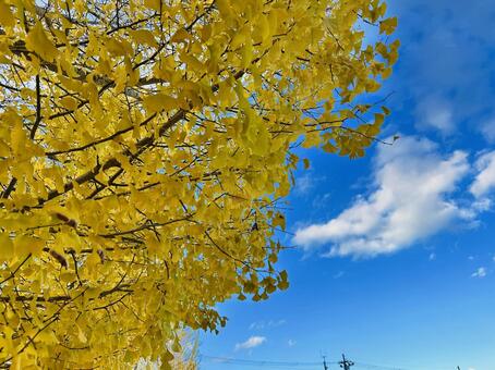秋の神鍋高原　秋　紅葉 イチョウ,秋,紅葉の写真素材
