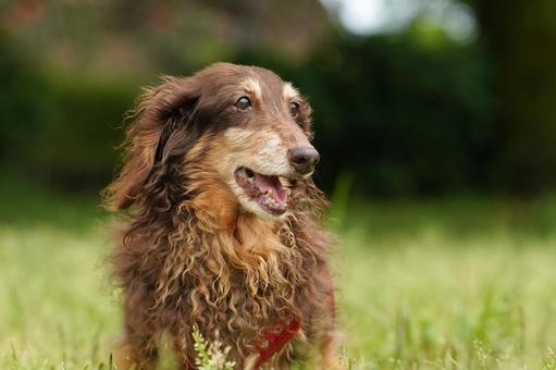 犬のポートレート 犬,ミニチュアダックス,ダックスフンドの写真素材