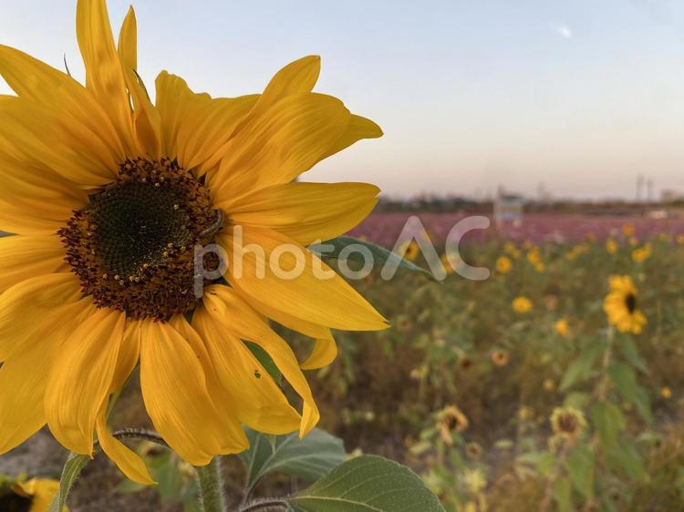 夕暮れとひまわり 夕暮れ,向日葵,ひまわりの写真素材