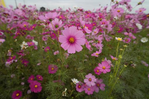 コスモス（安城市赤松町） コスモス,安城市赤松町,秋の風景の写真素材