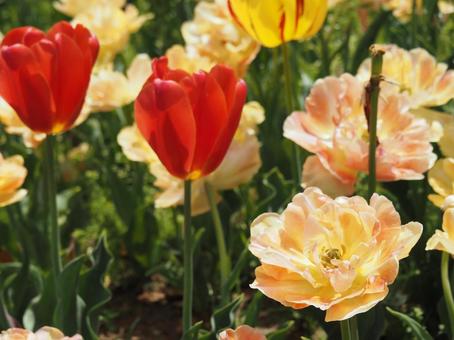 Photo, tulip, lare, spring, 