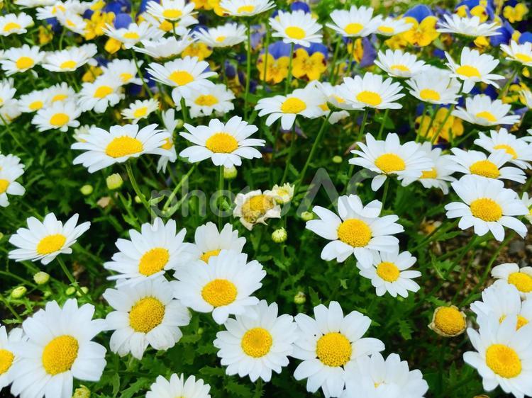 マーガレットの花畑 マーガレット,花,白の写真素材