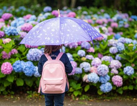 紫陽花と少女 紫陽花と少女の写真