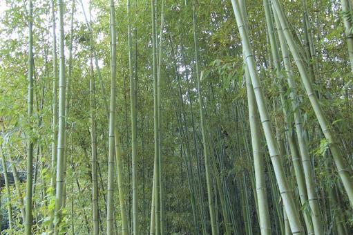 竹藪 竹藪 竹,木,壁紙の写真素材