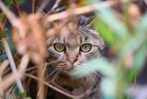 鳥取県網代の猫ちゃん(キリリ!!) 鳥取県網代の猫ちゃん(キリリ!!)の写真