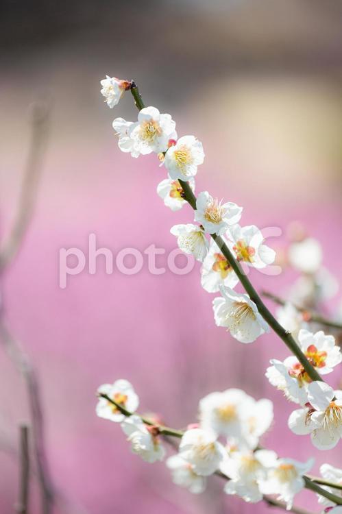 ピンク色の梅をバックに咲く白梅の花 梅,紅梅,白梅の写真素材
