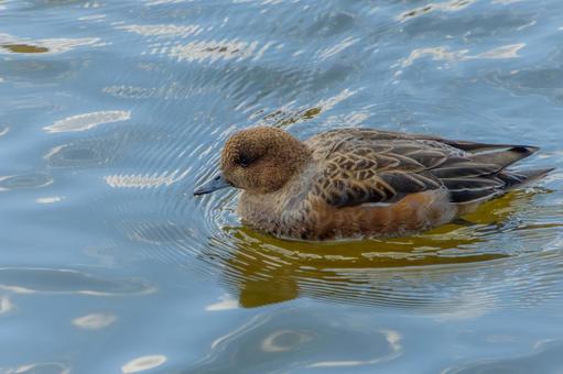 A female wigeon swimming on the water surface, JPG A female wigeon swimming on the water surface, JPG