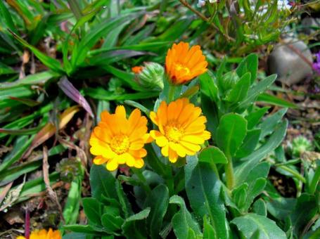 金盞花 金盞花の写真
