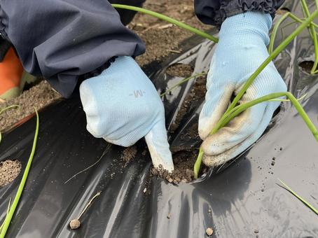 玉ねぎの苗植え 玉ねぎ,苗,植えるの写真素材