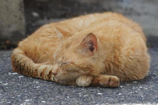 ねこ ねこの写真
