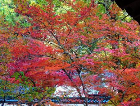 【紅葉写真】美しい紅葉風景 【紅葉写真】美しい紅葉風景の写真