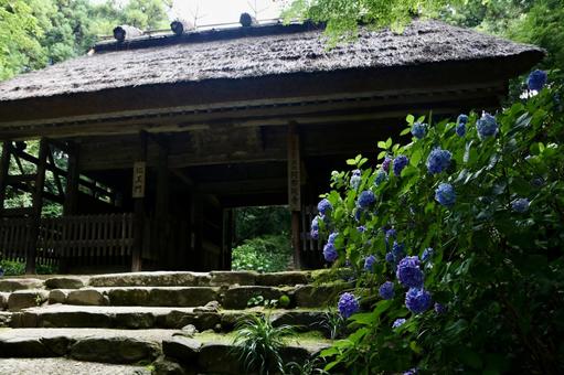 Photo, hydrangea, rainy season, june, 