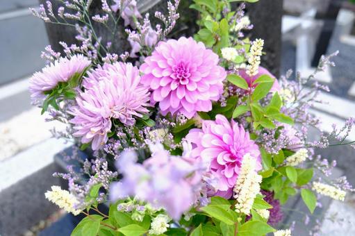 ダリア ダリア ダリア,供花,お供えの花の写真素材