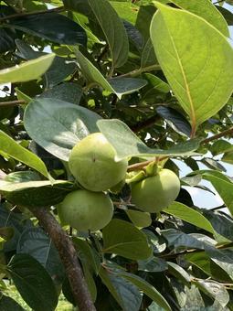 Unripe persimmon, JPG Unripe persimmon, JPG