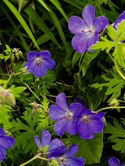 Photo, flower bed, geranium, purple, 