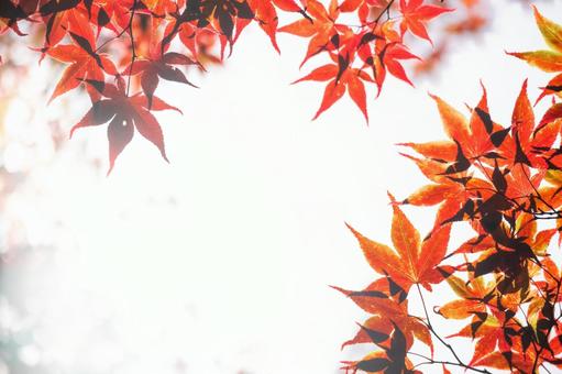 White background and red maple leaves, JPG White background and red maple leaves, JPG