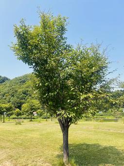 公園の木 公園の木 木,枝,風景の写真素材