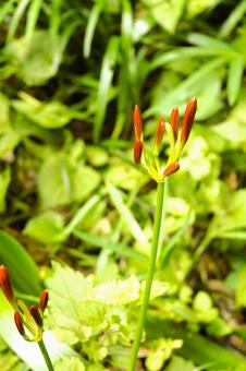 Foxglove buds 1 , JPG