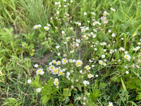 ヒメジョオンの白い花 ヒメジョオンの白い花 雑草,ヒメジョオン,花の写真素材