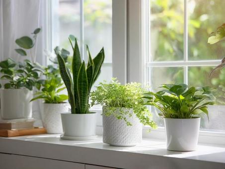観葉植物のあるリビング 観葉植物のあるリビングの写真