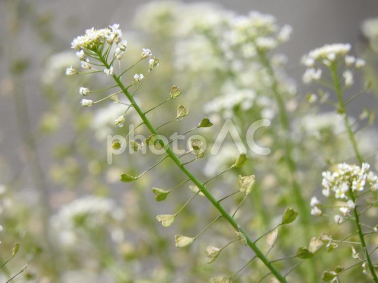 ３月の風景 花,草花,自然の写真素材