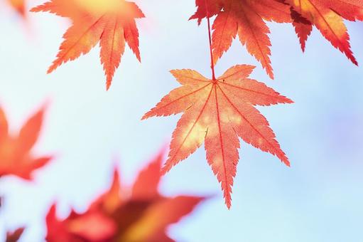 水色背景赤く色づくもみじの葉紅葉アップの写真