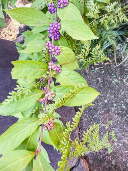 コムラサキシキブ 淡い紫色,丸い実,秋の写真素材