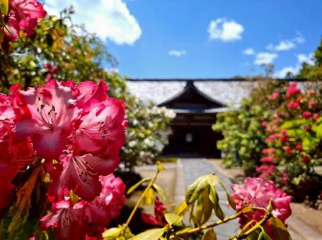 初夏の長谷寺の写真