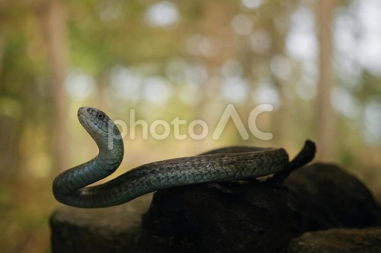 森の静寂、蛇の気配 森の住人,爬虫類好き,蛇写真の写真素材