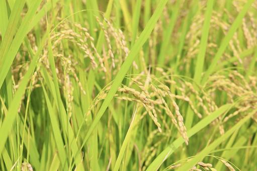 稲穂 稲,稲穂,稲作の写真素材