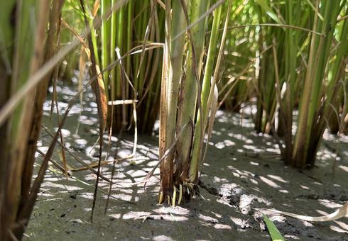 田んぼにはえるヒエの根っこ 田んぼにはえるヒエの根っこ ヒエ,根っこ,田んぼの写真素材