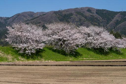 満開の桜と畑 満開の桜と畑 桜,満開,畑の写真素材