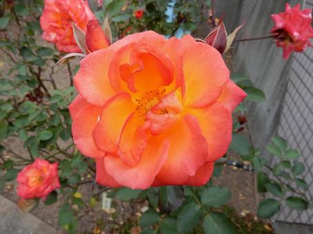 【薔薇の写真】バラの花 バラ,薔薇,植物の写真素材