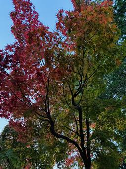 もみじ紅葉　グラデーション 紅葉,秋,もみじの写真素材
