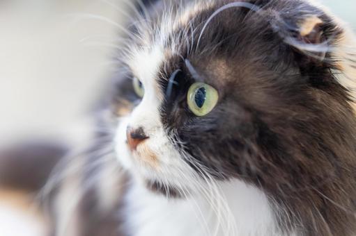 何かを見つめる猫の横顔 猫,動物,ペットの写真素材