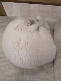 アンモニャイト 白猫,アンモニャイト,眠り猫の写真素材