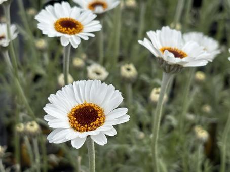 白い花 白い花の写真
