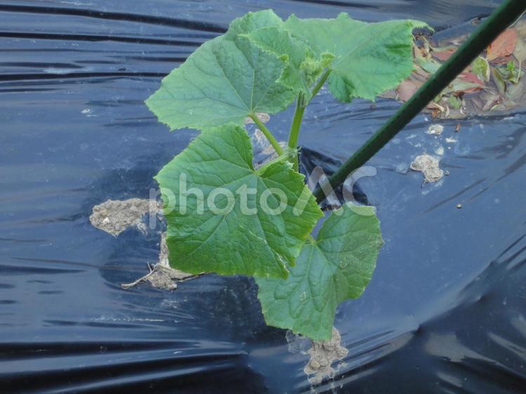 家庭菜園畑　キュウリの苗 きゅうり,キュウリ,胡瓜の写真素材