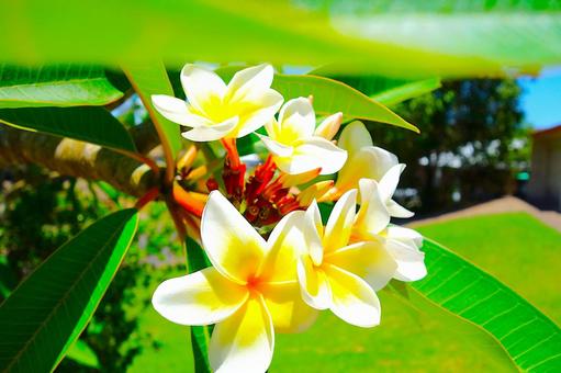 プルメリア 27 プルメリア,フランジパニ,花の写真素材
