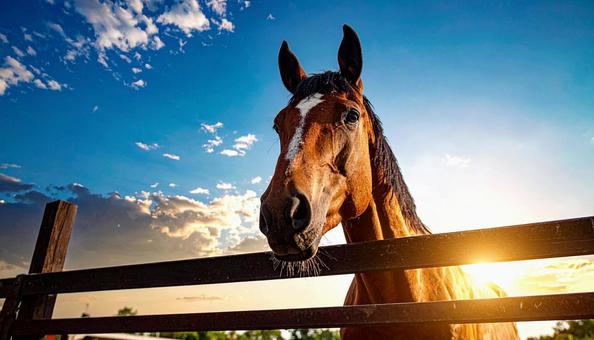 牧場の柵から顔をのぞかせる馬 牧場の柵から顔をのぞかせる馬 の写真