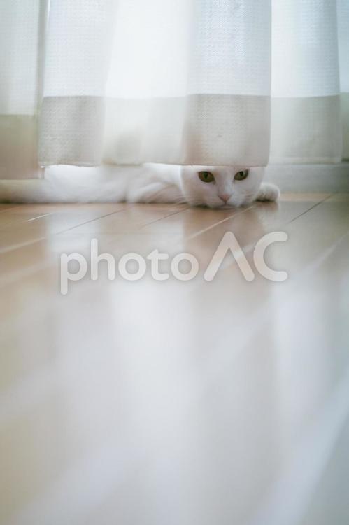 カーテンに隠れているつもりの白猫 白猫,シロネコ,しろねこの写真素材