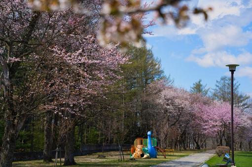 北海道のエゾヤマザクラ 北海道のエゾヤマザクラ 桜,エゾヤマザクラ,植物の写真素材