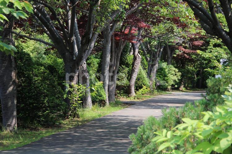 自然豊かな公園の木漏れ日のみち 散策,イメージ,背景の写真素材