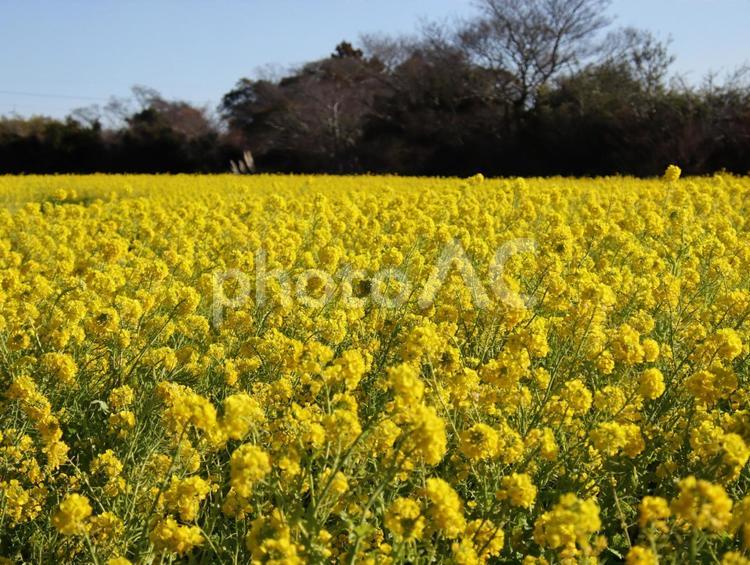黄色の絨毯のような菜の花 菜の花,菜の花畑,花畑の写真素材