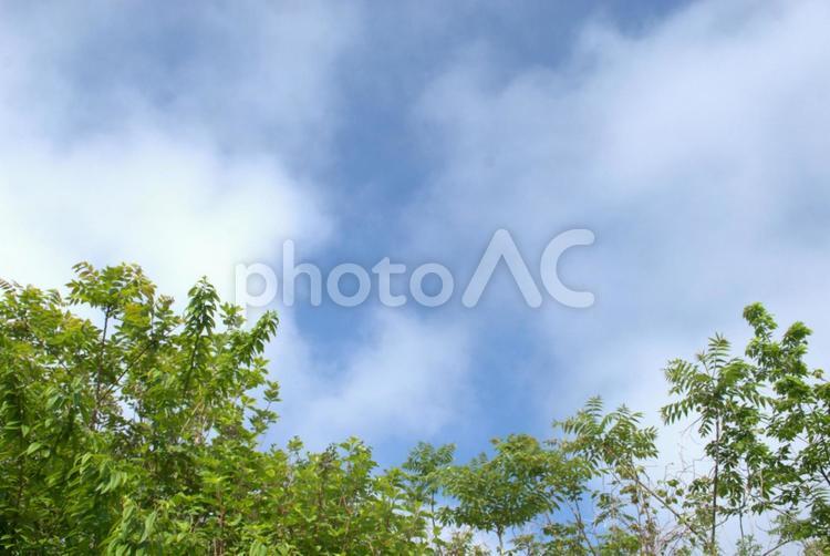 明るい空とグリーンの葉の背景素材 空,木,曇り空の写真素材