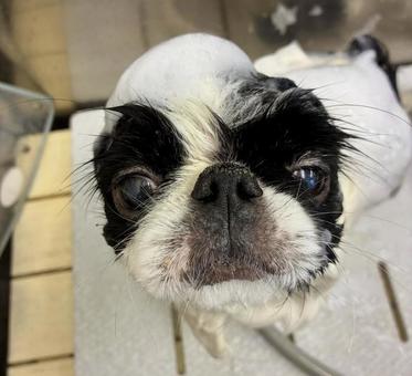 シャンプー狆 狆,モデル犬,シャンプーの写真素材